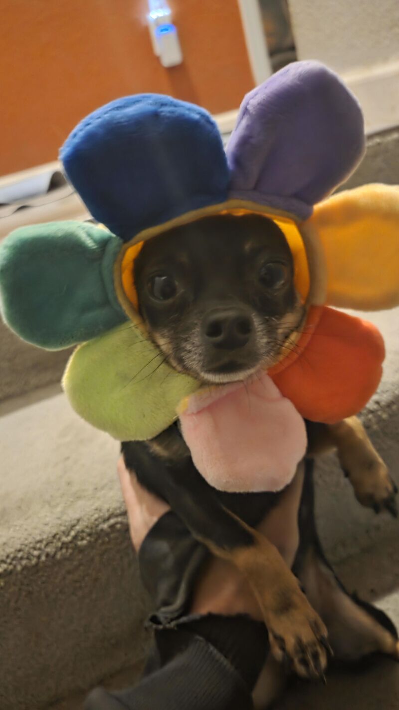 This is Tacoman. He is not a low effort rarepupper