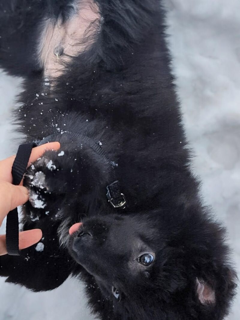 The cutest wittle derpface and puppy tum