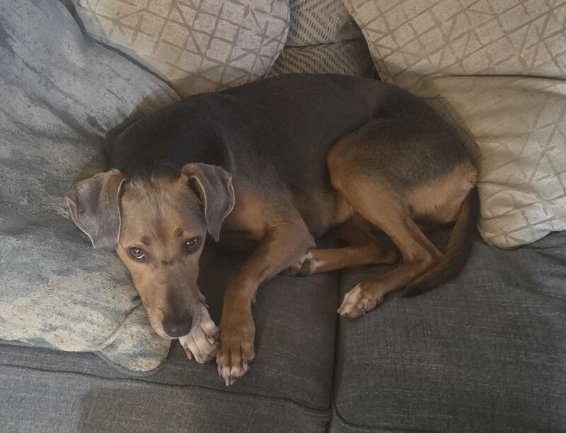 Our girl, Lacey: the terror to all birds and squirrels.