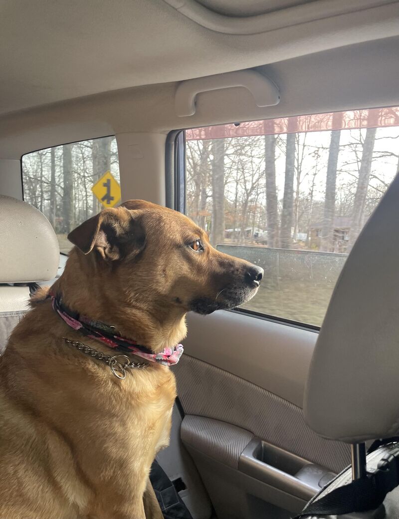 Penny said take that car ride and roll down the windows ❤️