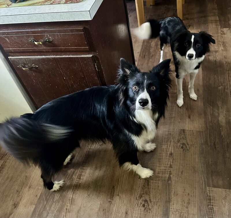Rex (Left) Looks Like He’s Seen Some Bad Stuff In His Life. Other Pupper Is Fly