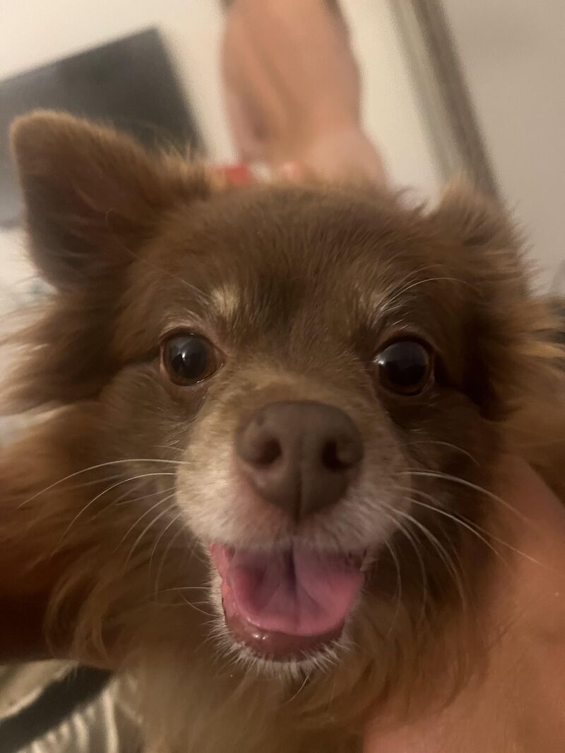 Hey wolddd, I’m a very rare mix dog