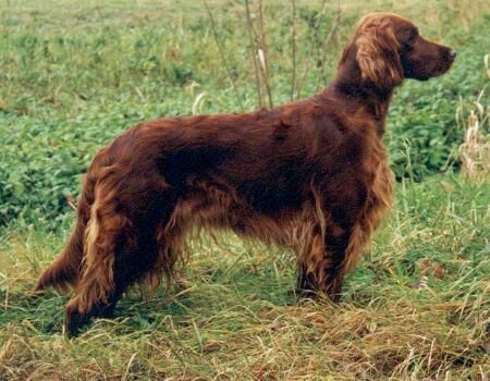 Setter Irish