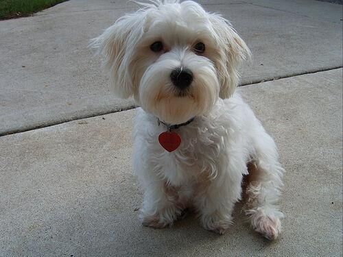 Maltese