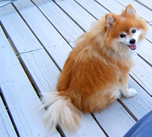 Pomeranian