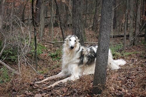 Borzoi