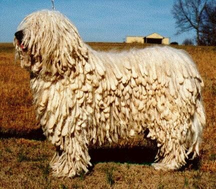 Komondor
