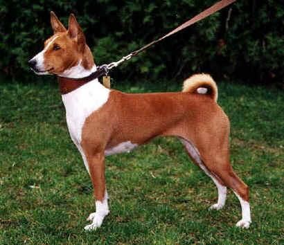 Basenji