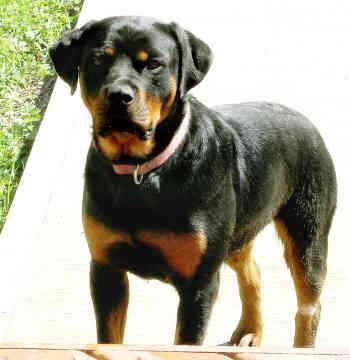 Rottweiler