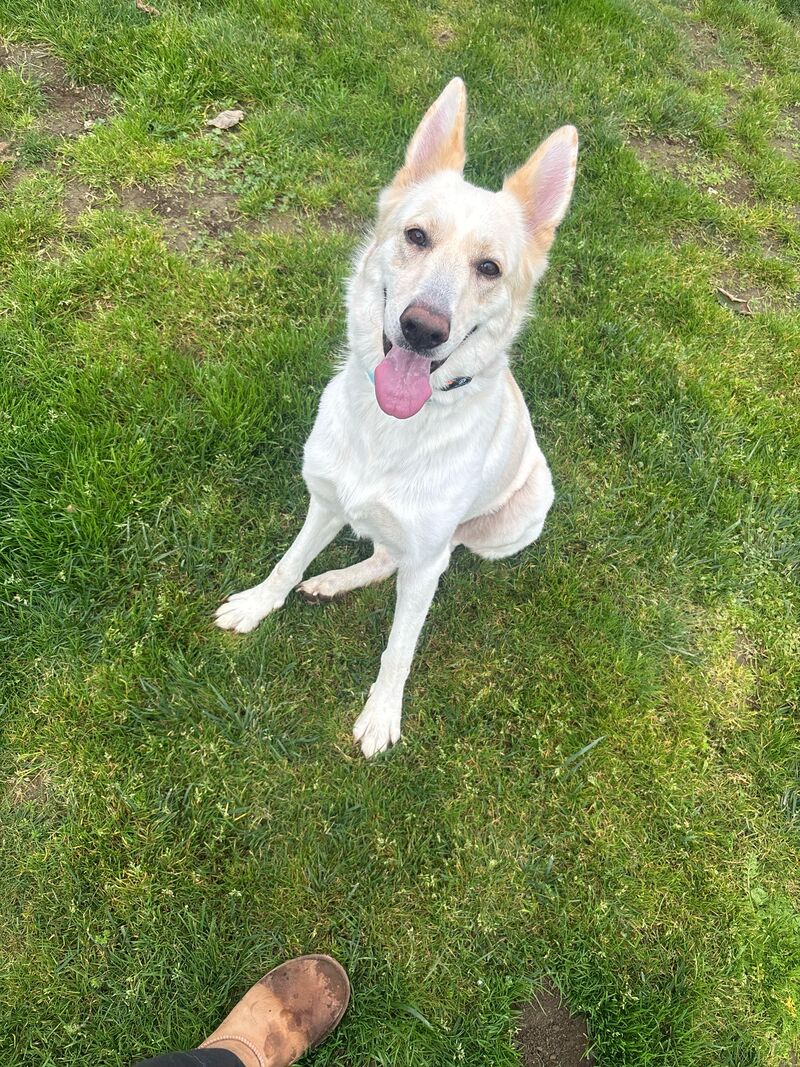 What kind of dog do you think she is