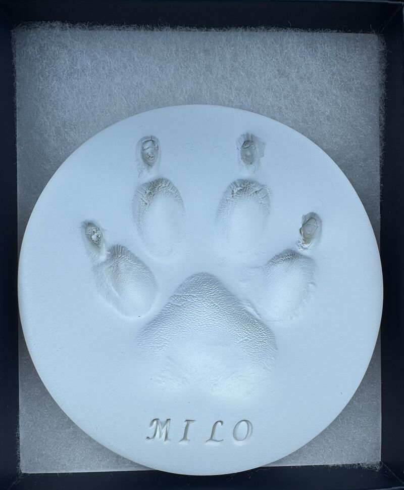 It’s been two weeks since my boy was put to sleep, and now I look at all photos of him and smile. Especially his paw print mold 💕