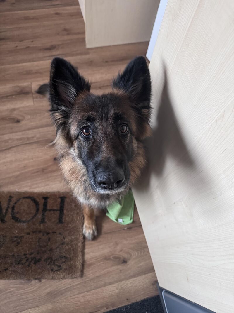 Looking for advice on how to deal with a VERY reactive 4yo German Shepherd