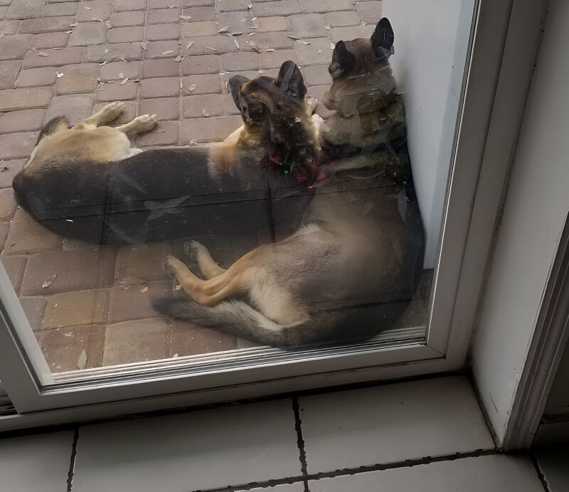 Looking for realistic glass window decals of my Shepards