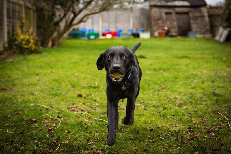 Freddie - A.k.a Weenie-Frederini, Freddie FourLegs, 10pFreddo. A gentle, loving chap, who is afraid of the dark.
