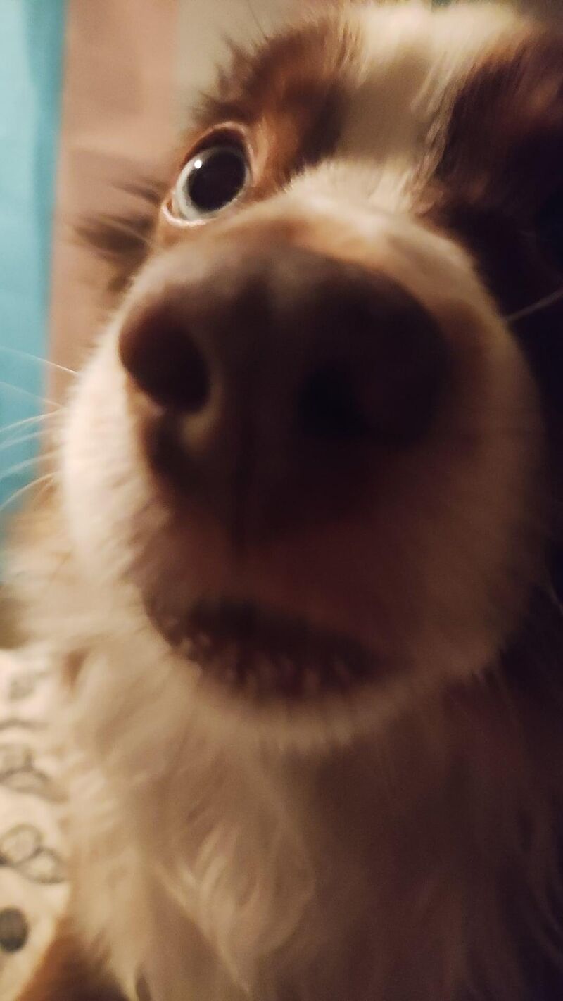 Little Australian gremlin snoot