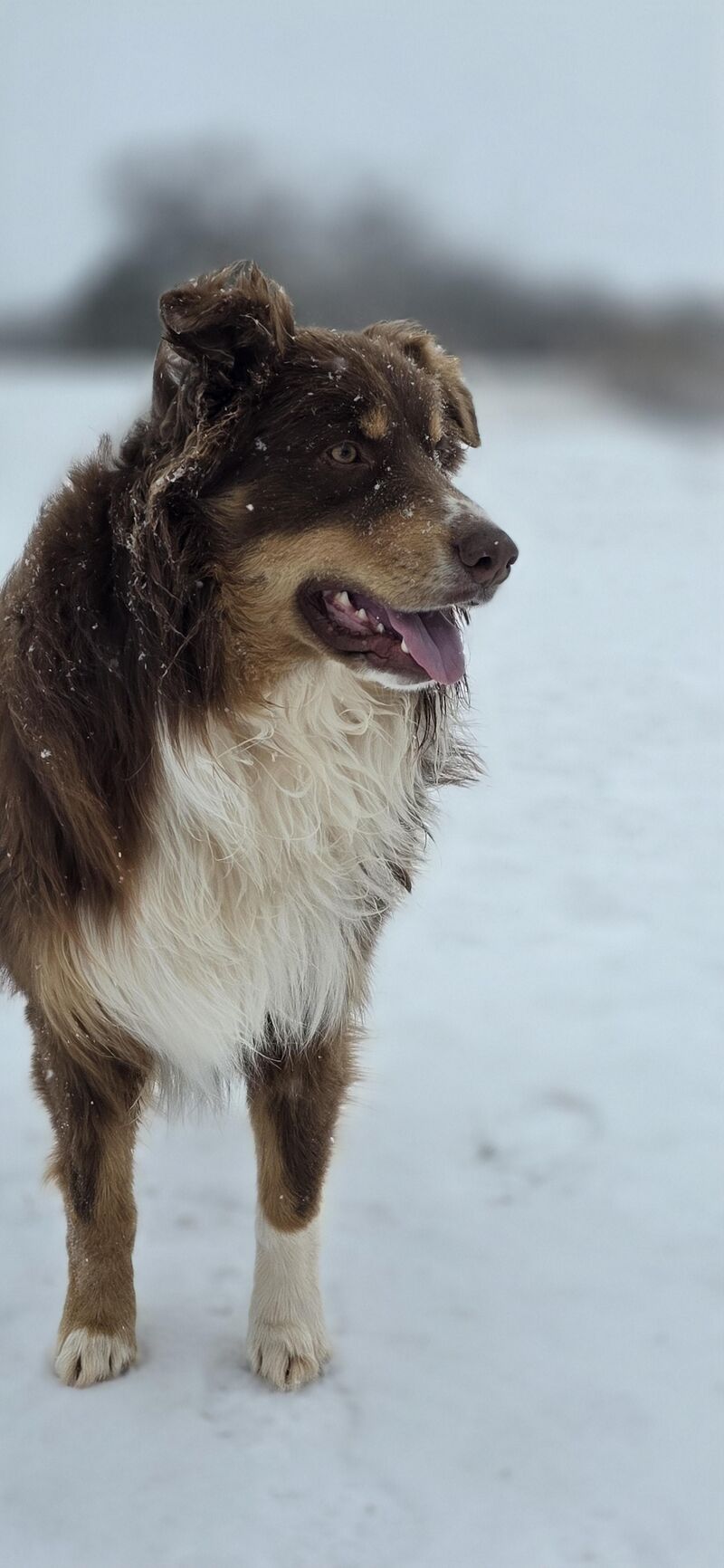 Snow in TEXAS‽ Don't mind if I do!