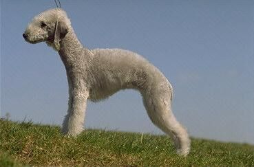 Terrier Bedlington