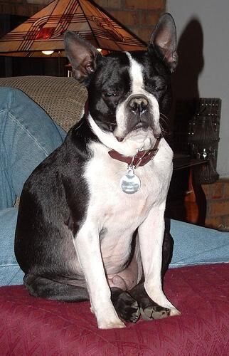 Bulldog Boston