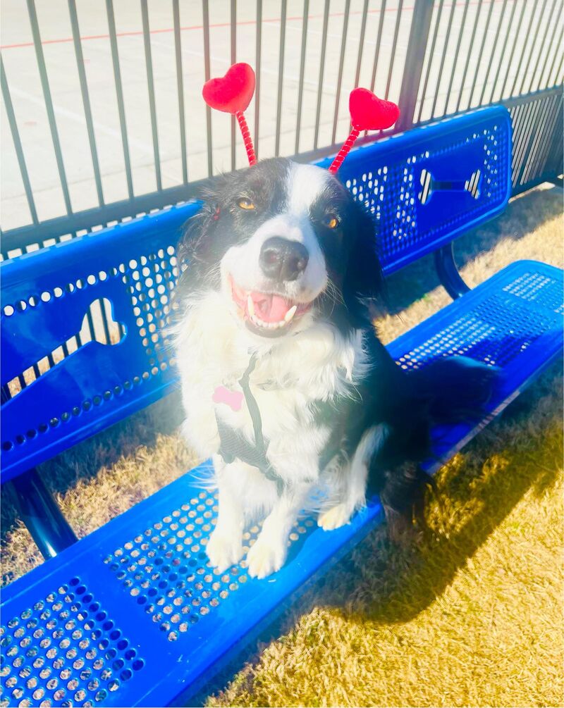 My Funny Valentine 💝