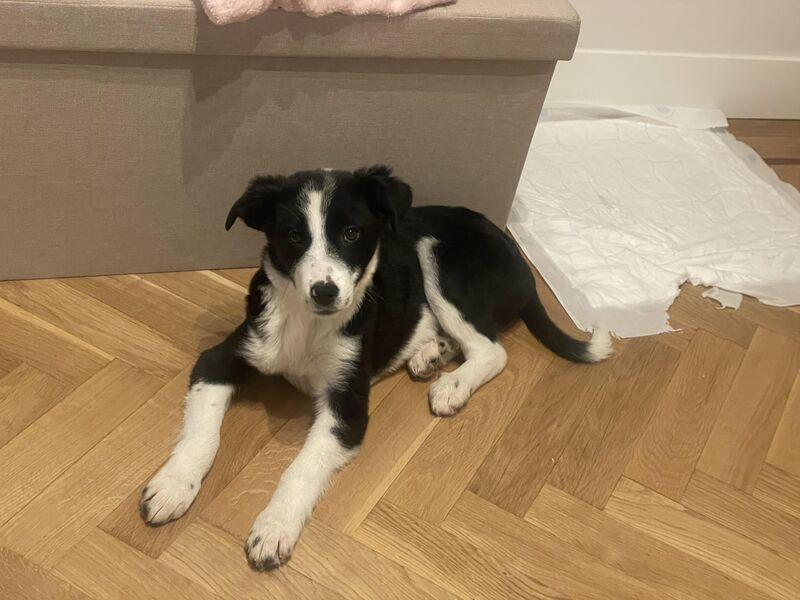 What is she mix ??she is three months