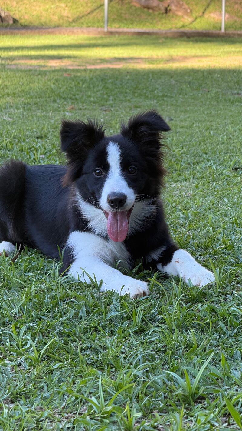 My puppy is stunning