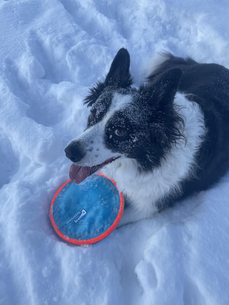Morning frisbee session in the snow