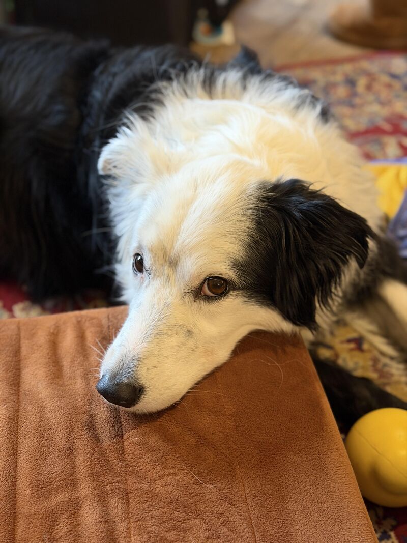 IMHA dog - diaper rec