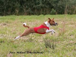 Basenji