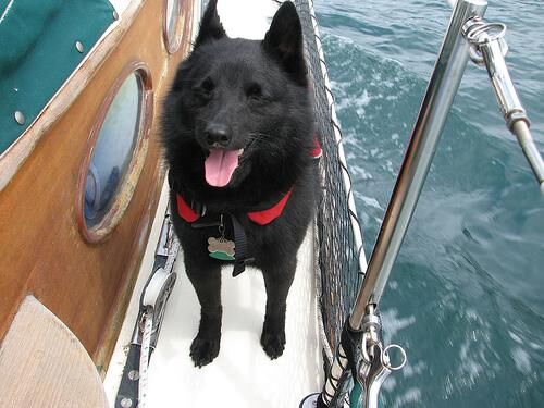 Schipperke