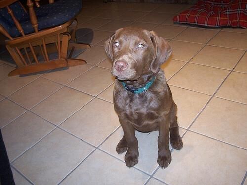 Retriever Chesapeake