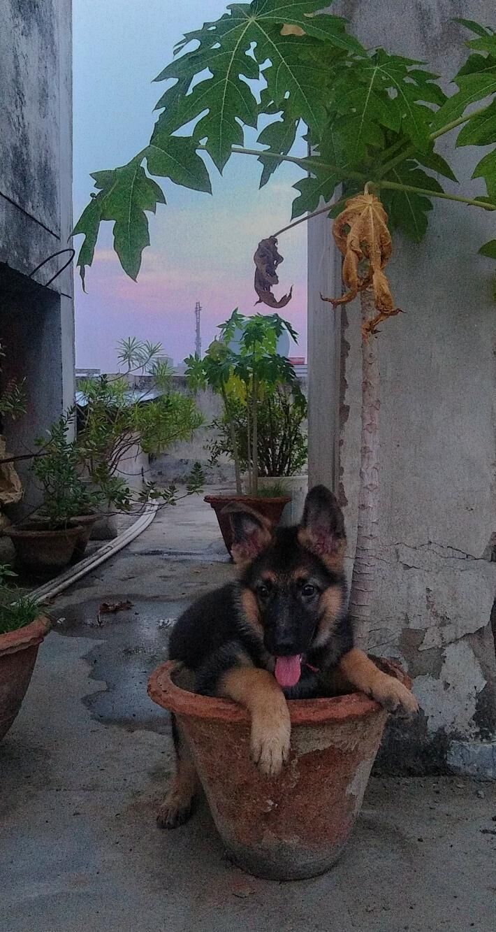 German Shepherd
