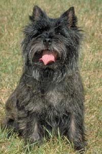Affenpinscher