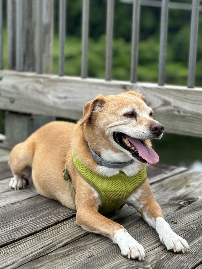 Wishing the world’s best good boy a big 11th birthday!