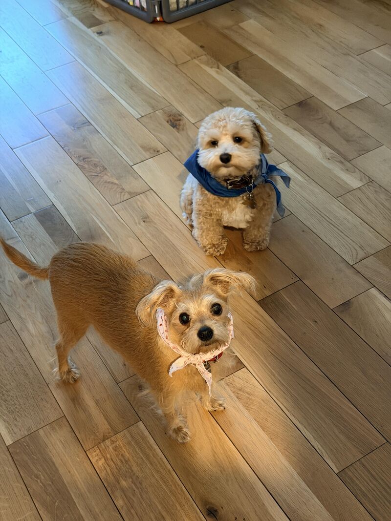 Got any snackos? Zoe (pink) Thor (blue)