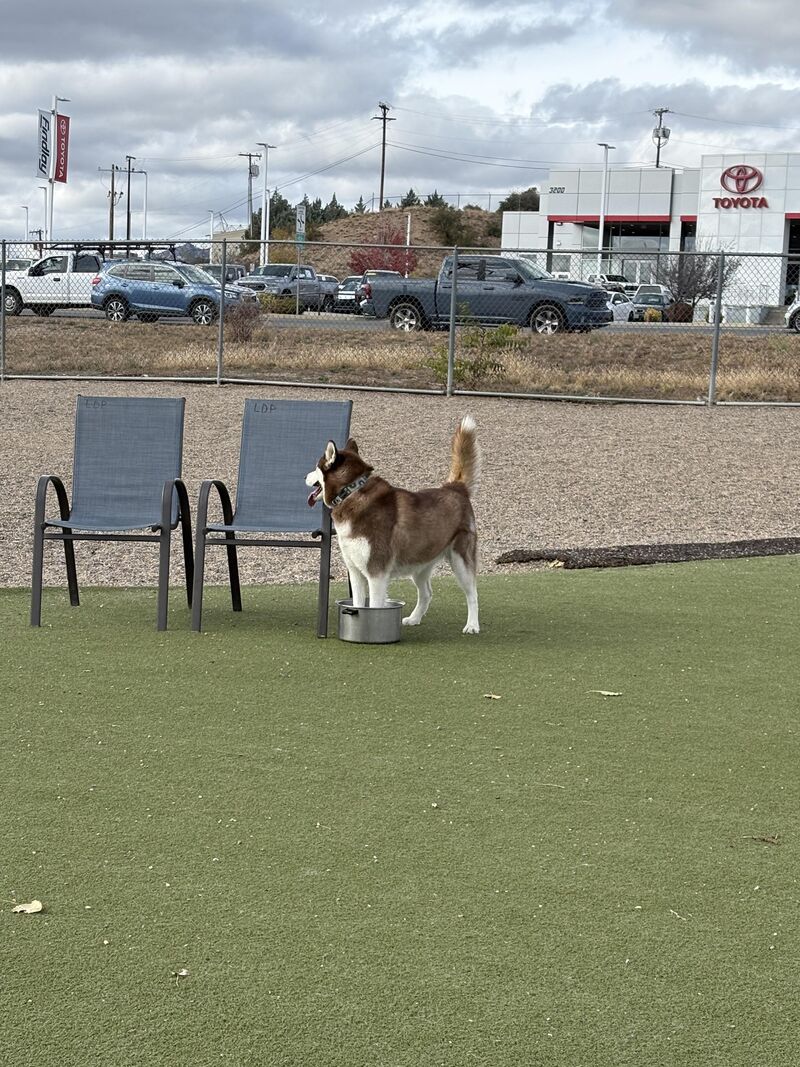 My husky doing husky things at the dog park
