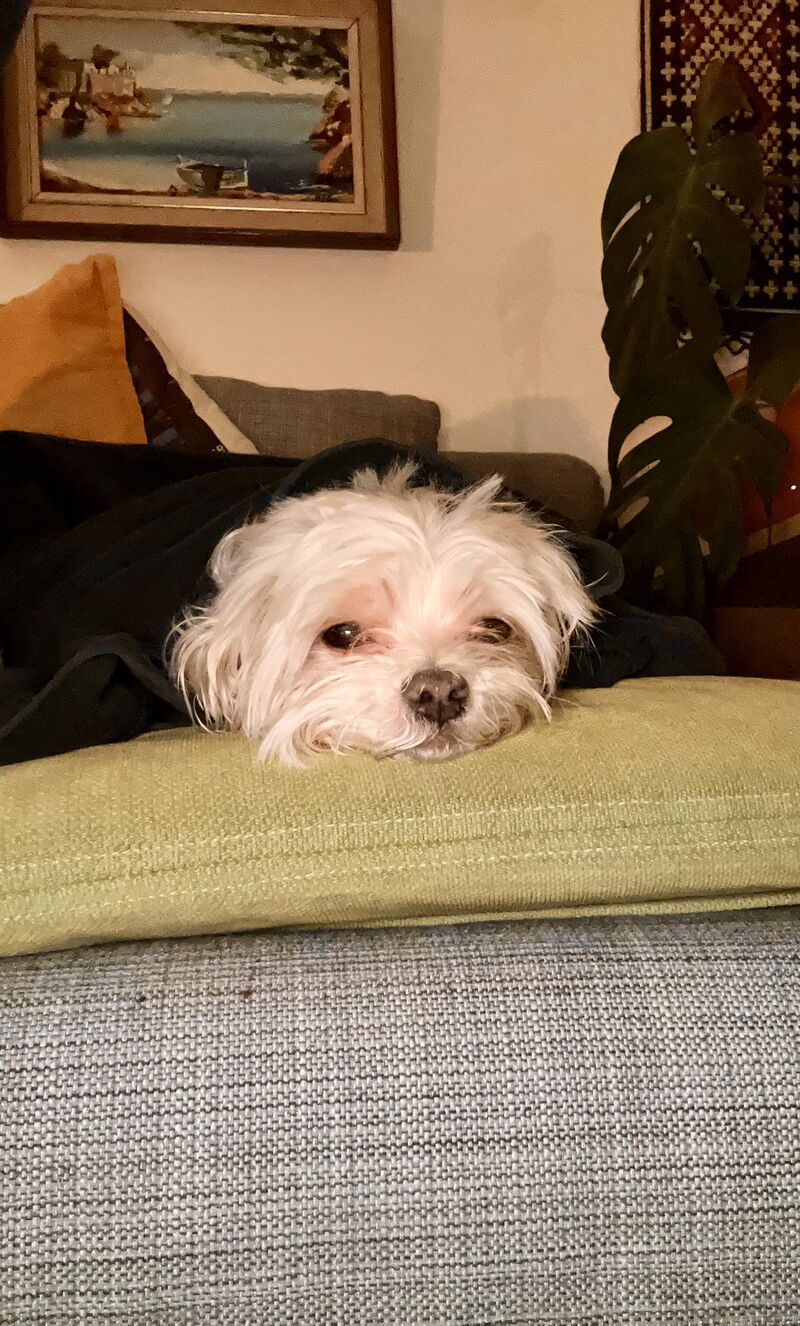 World´s most important dog relaxing on the sofa