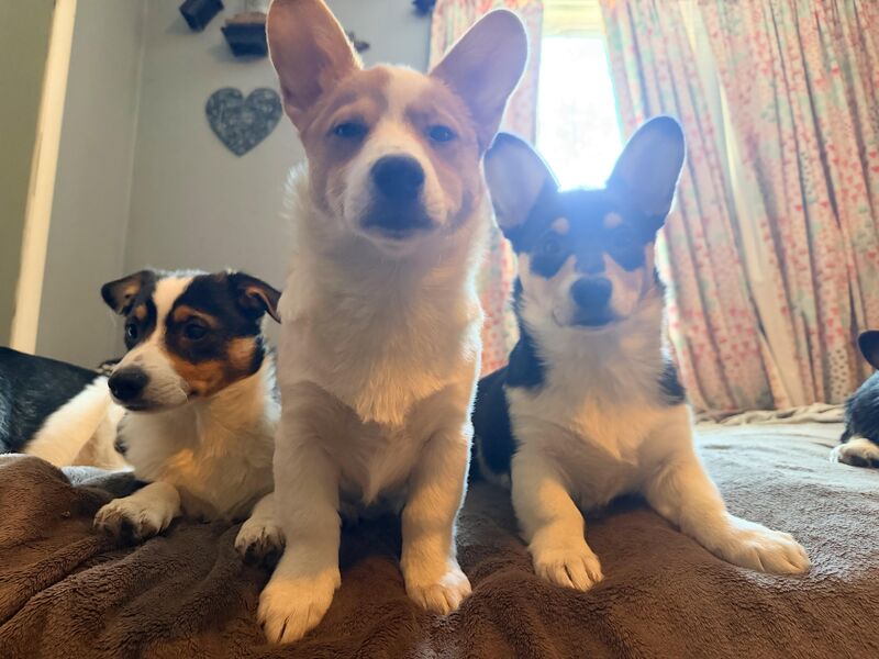 their album cover for their band “barks and bums”