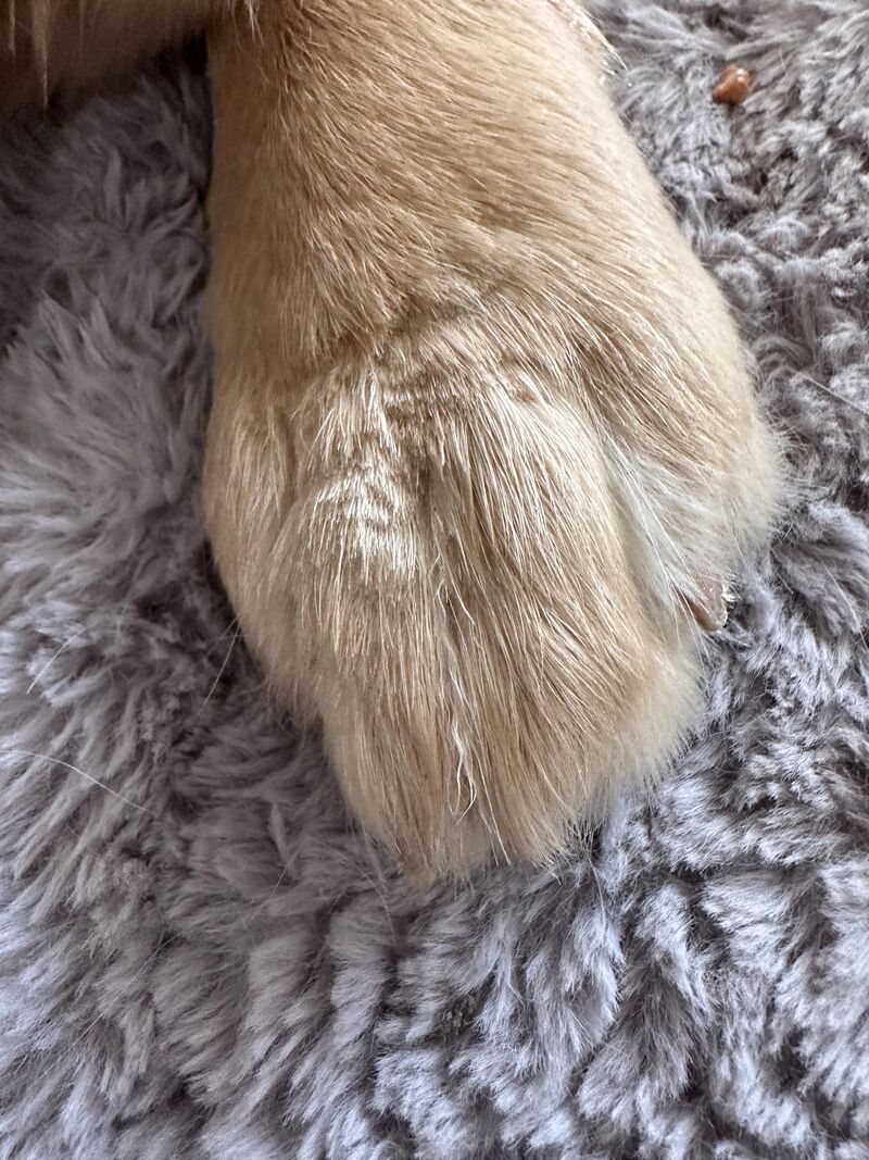 Woke up to dog with trimmed fur…