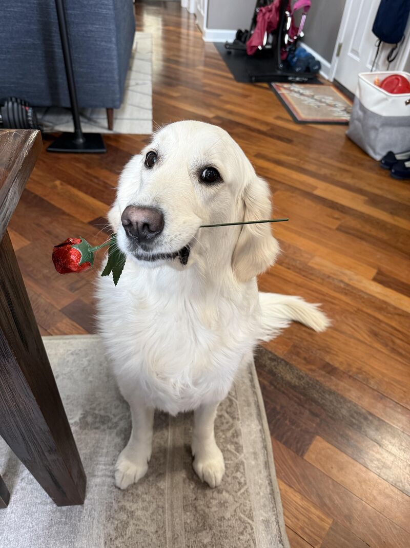 Happy Belated Valentine’s Day from Daisy