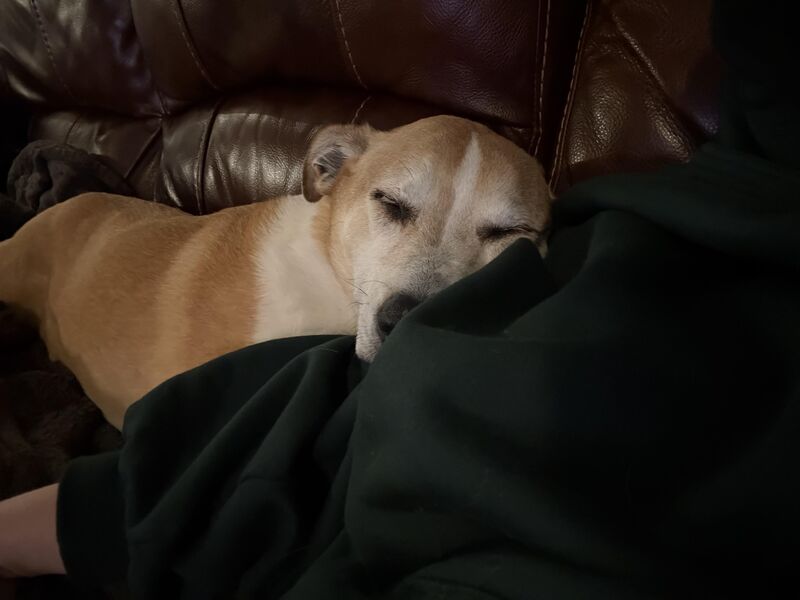 My sweet baby Bruno ☺️