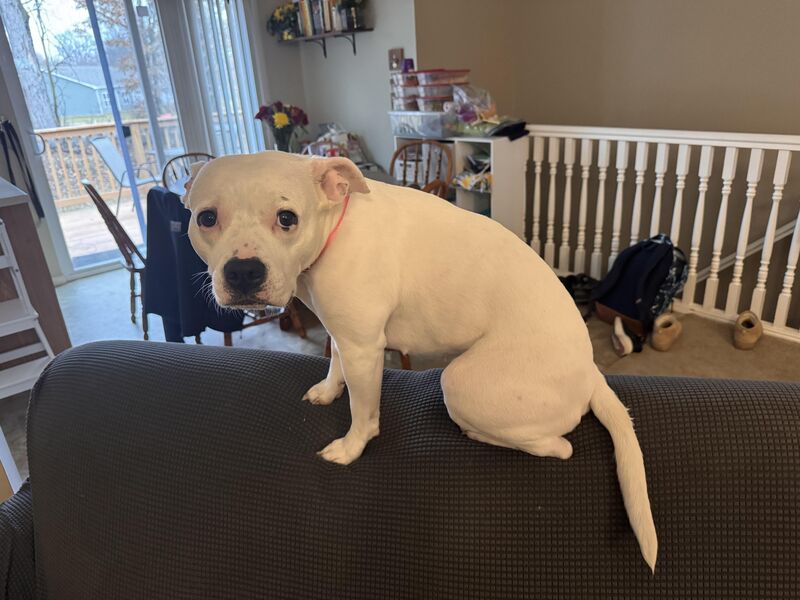 Tried to play hide and seek with my kids. Sugar wasn’t having it. 😂