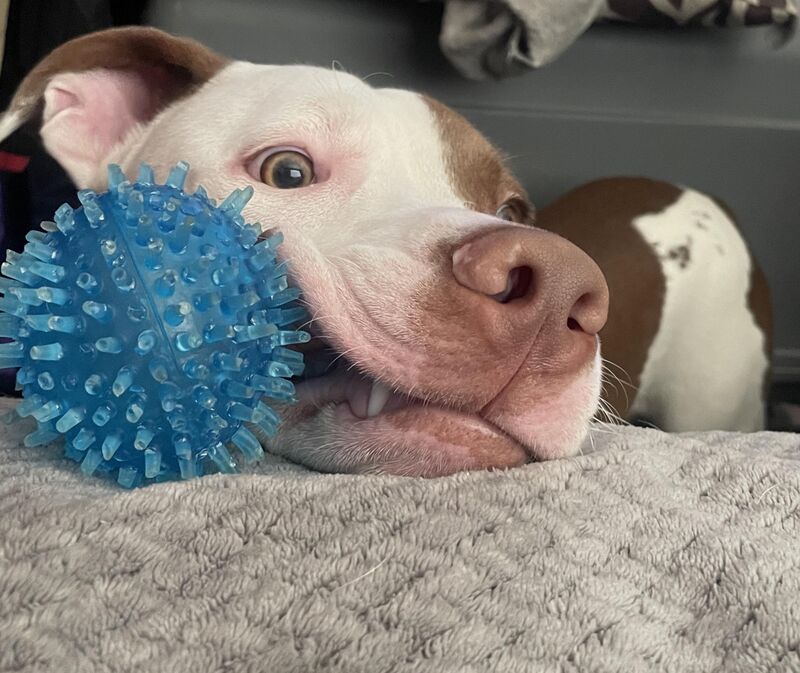 Mom… can you throw the ball just ONEEEEE more time?🥺🥹