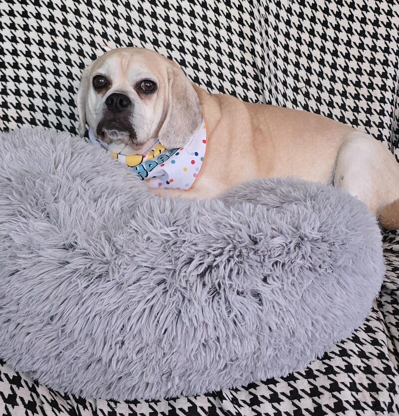 Happy Birthday Brutus!