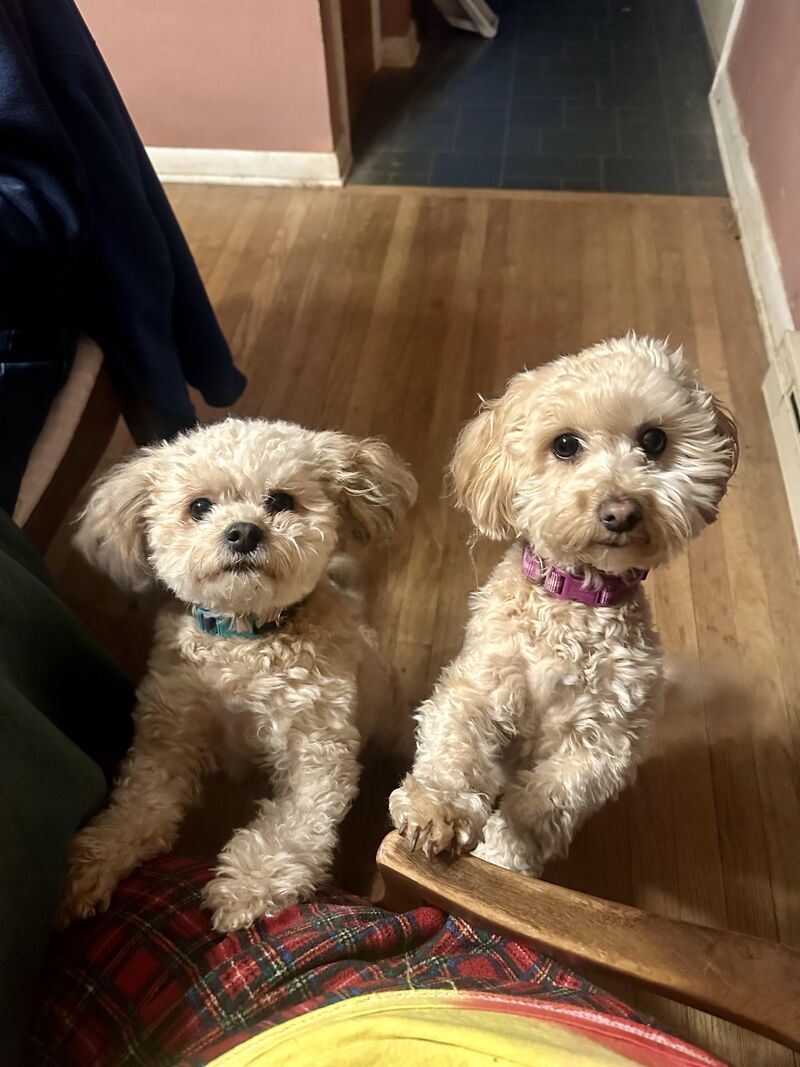 Meet Abbey & Princess!