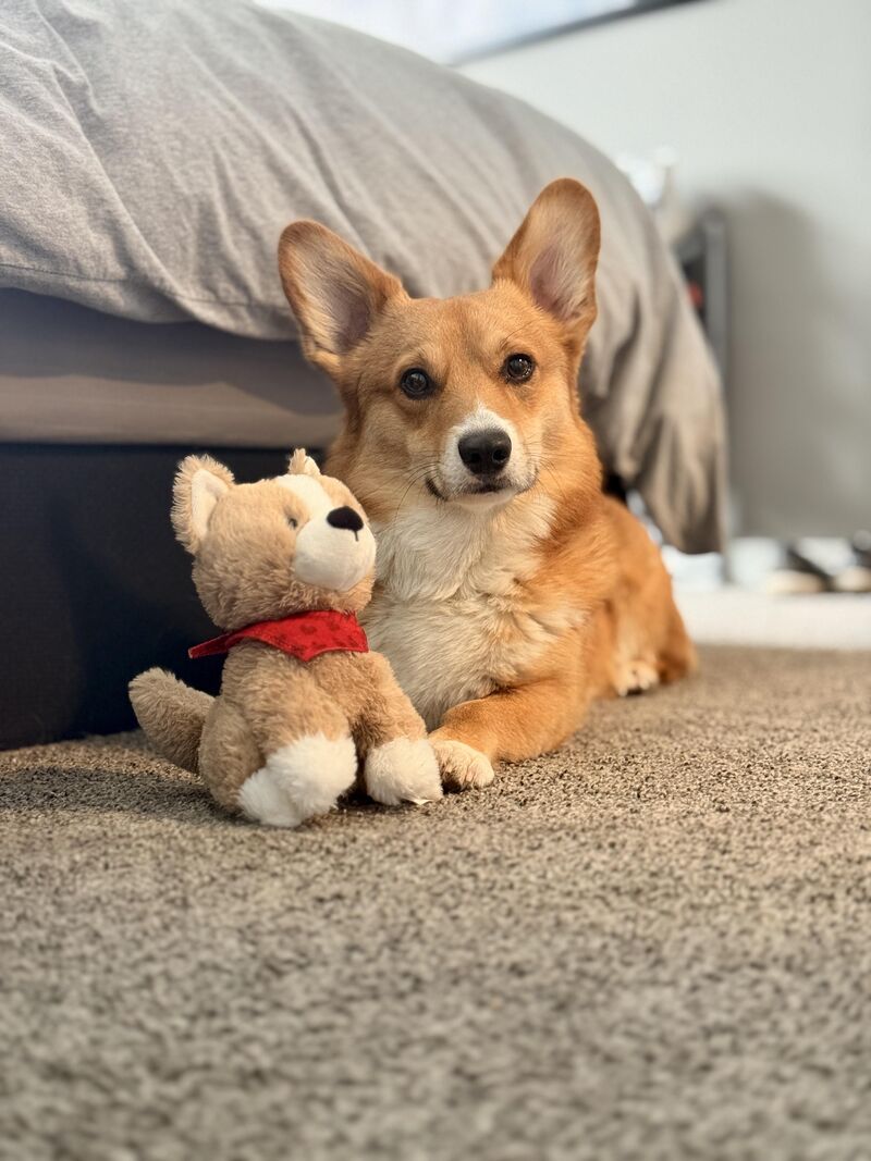 Winston got a new toy from his girlfriend on Valentine’s Day!!