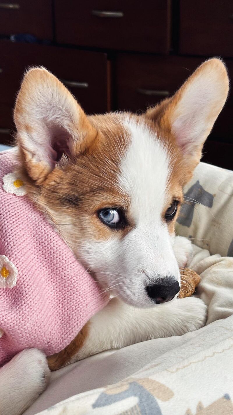 “Noodle” role call! Sound off!