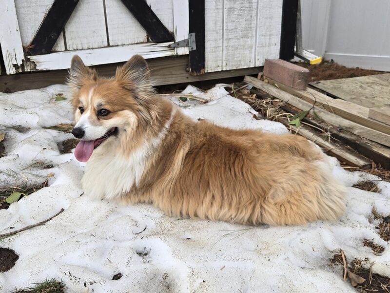 A lot of the snow has melted, but there's still enough for Dewi to sploot on