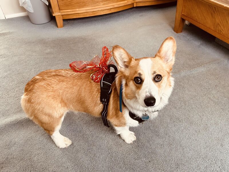 It’s Chinese New Year and Dorset Doesn’t Like ANY Adornment!