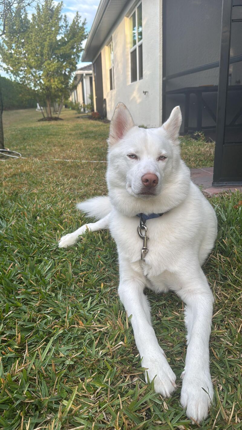 Bringing another dog into a husky home