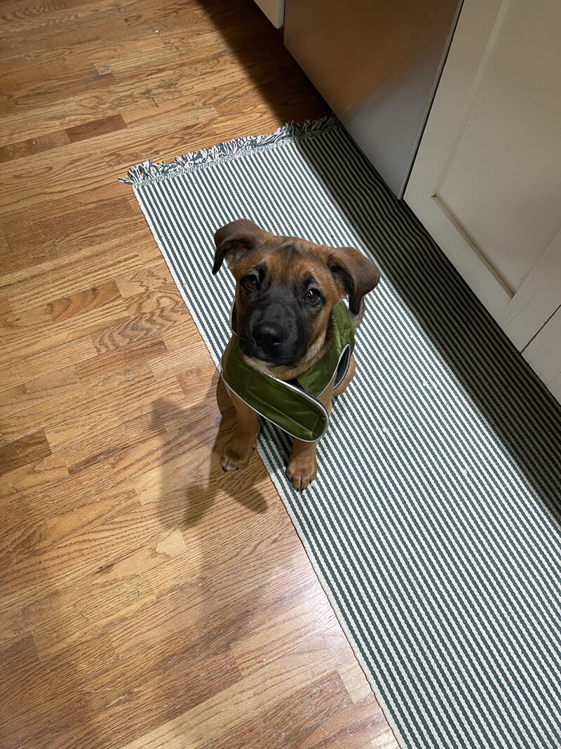 Baby Cookie! She was about 3 months old. 💕❤️